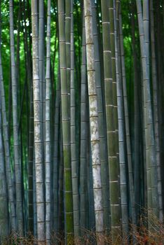 green japanese bamboo in a garden