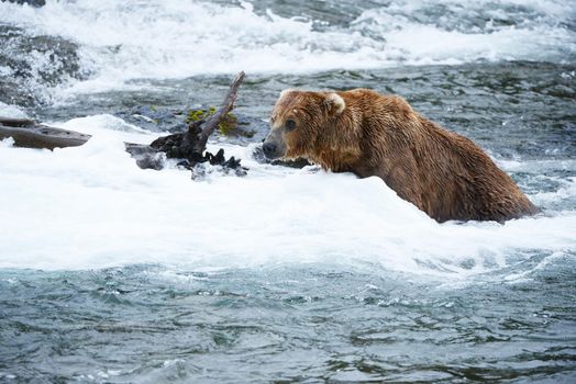 Grizzly bear in Katmai, Alaska