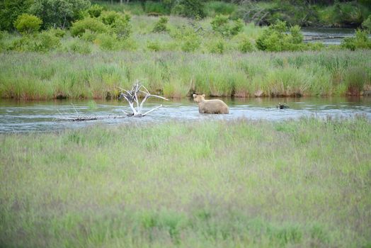 Grizzly bear in Katmai, Alaska