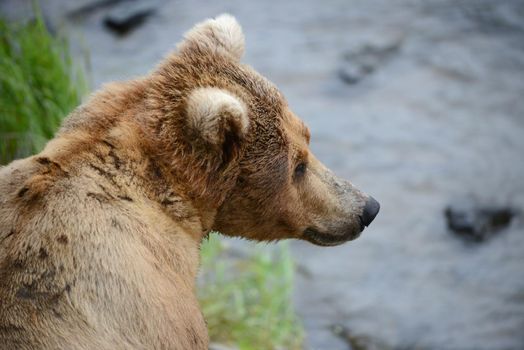 Grizzly bear in Katmai, Alaska