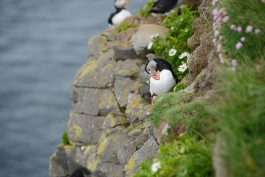 Puffin from westfjord in Iceland