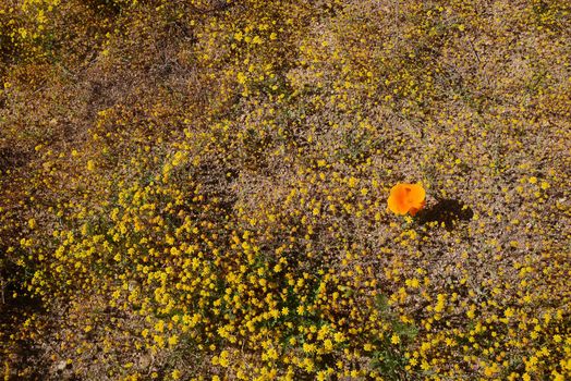 flower carpet with blue sky in southern california