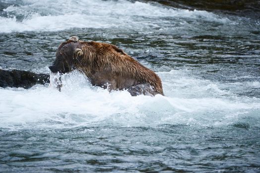 Grizzly bear in Katmai, Alaska