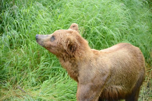 bear cubs and mother on a grass area on brooks river shore in katmai national park