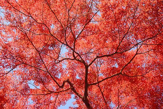 colorful maple leaves and branches from kyoto, japan