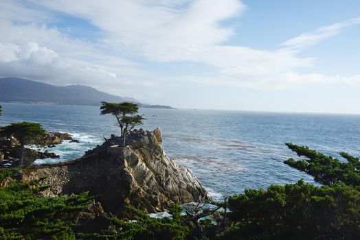 lone tree at 17 mile drive