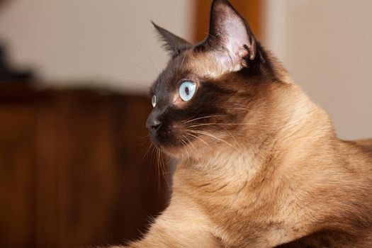 Portrait of a cute siamese breed cat with beautiful blue eyes.