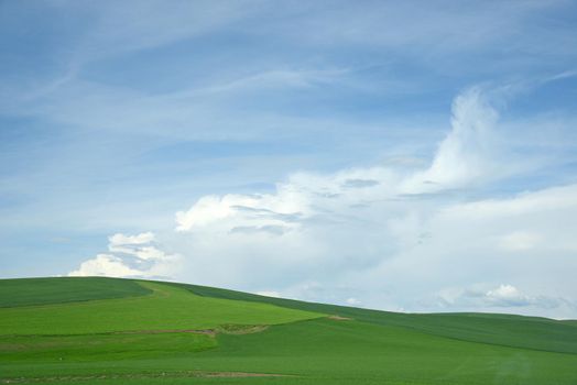 rolling hill of wheat farm land in palouse washington