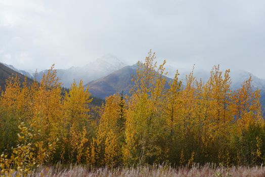 alaskan tundra in autumn