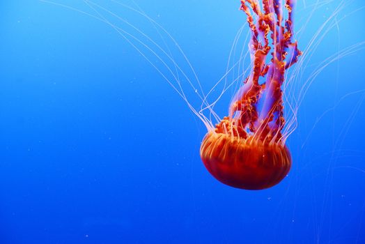 orange nettle jellyfish from monterey bay aquarium