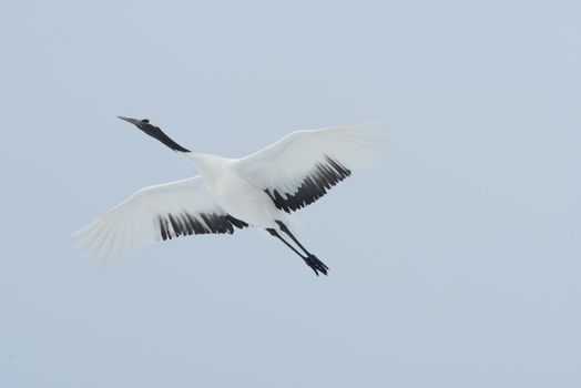 Japanese crane in Hokkaido