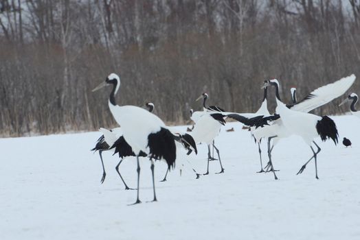 Japanese crane in Hokkaido