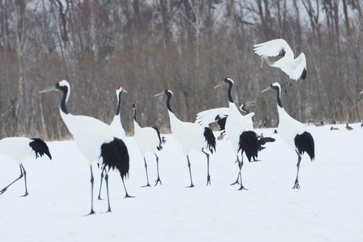 Japanese crane in Hokkaido