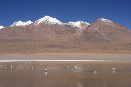 snow cap mountain in high altitude atacama desert in bolivia with lagoon