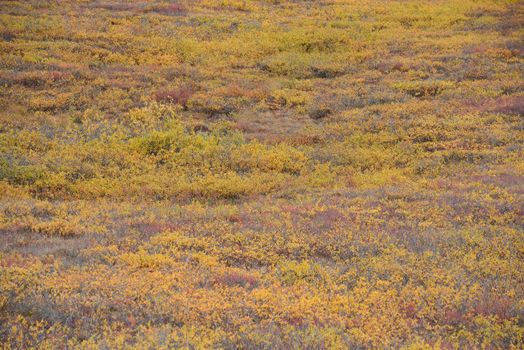 alaskan tundra in autumn