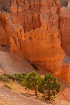 bryce canyon hoodoo at sunrise