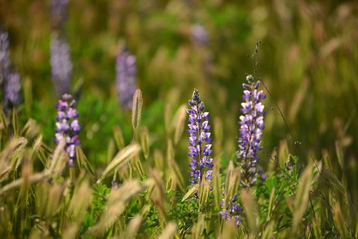 purple wild lupine flower with late afternoon light