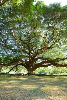 the big tree in thailand with branch