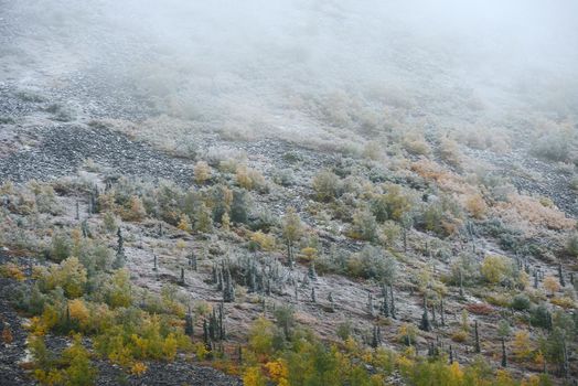 snow in alaskan tundra