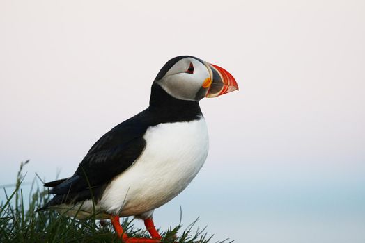 Puffin from westfjord in Iceland