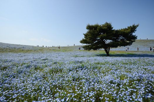 nemophila bloom in japan