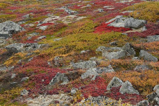 alaskan tundra in autumn