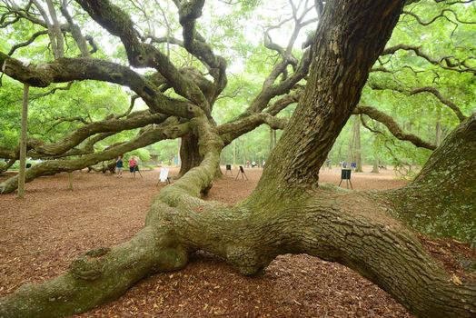 a old historic angel oak tree near charleston, south carolina