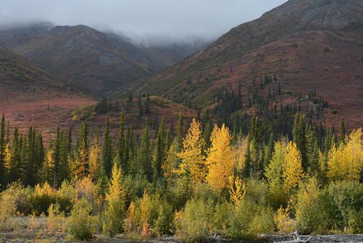 alaskan tundra in autumn