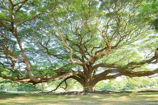 the big tree in thailand with branch