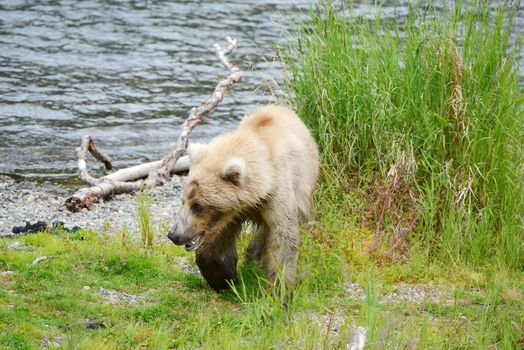 Grizzly bear in Katmai, Alaska