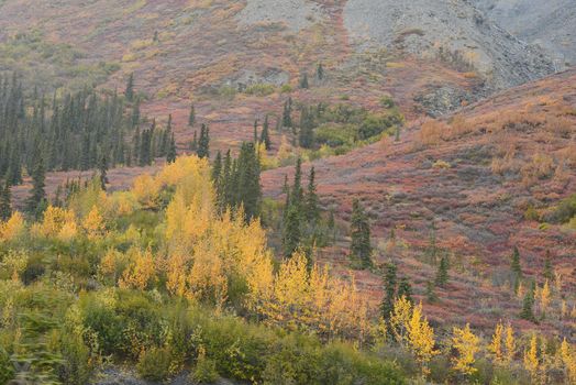 alaskan tundra in autumn