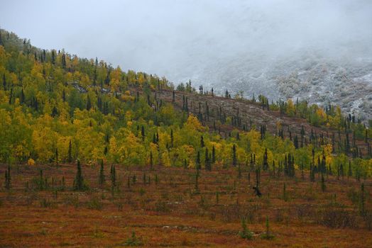 snow in alaskan tundra