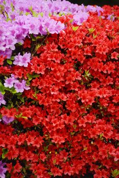 colorful red and purple azalea flower in korea