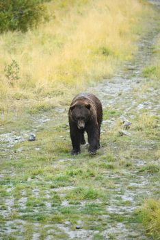 black bear in alaska