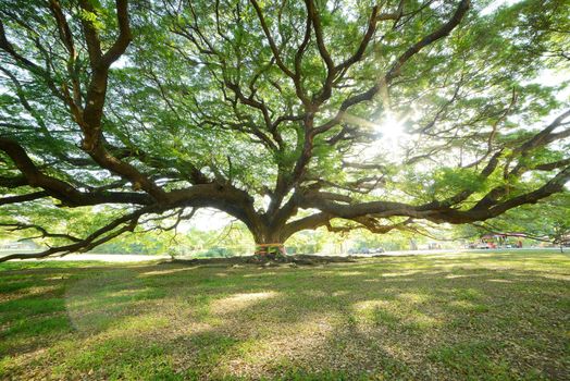 the big tree in thailand with branch