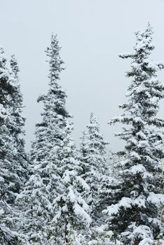 snow in alaskan tundra