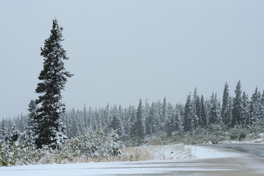 snow in alaskan tundra