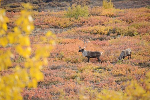 caribou in denali fall color