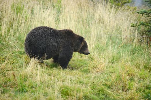 black bear in alaska