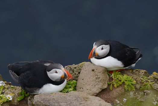 Puffin from westfjord in Iceland