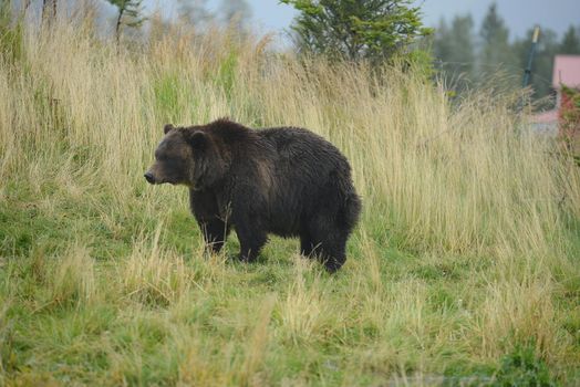 black bear in alaska