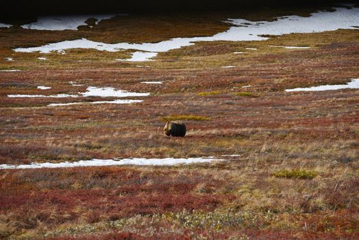 grizzly bear in denali in autumn