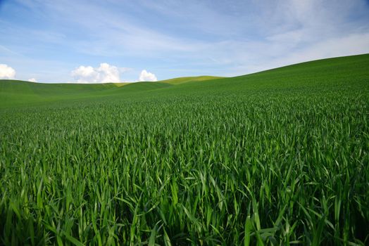 rolling hill of wheat farm land in palouse washington