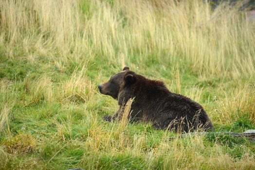 black bear in alaska