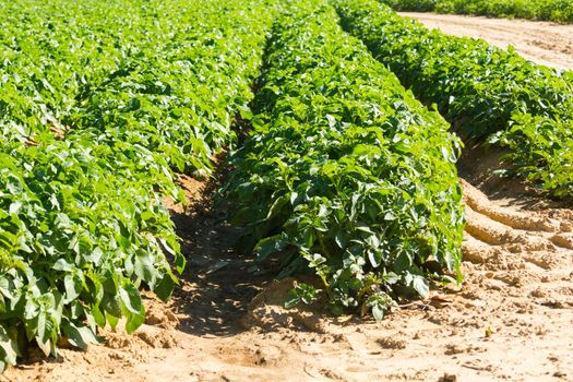 Large potato field with potato plants planted in nice straight rows