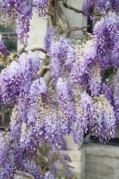 flowers lilac blooming wisteria wrap around building facade floral natural background. High quality photo