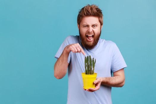 Portrait of handsome young adult bearded man holding prickly cactus, wants to touch flower with finger, frowning face from ignorance. Indoor studio shot isolated on blue background.
