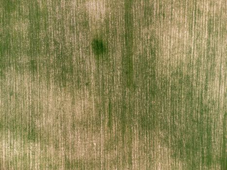 Green wheat field in countryside, close up. Field of wheat blowing in the wind at sunny spring day. Young and green Spikelets. Ears of barley crop in nature. Agronomy, industry and food production