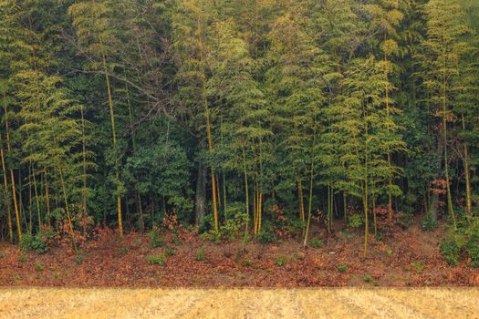 Bamboo forest on edge of rice field in winter. High quality photo