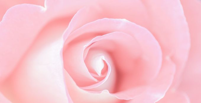 Pale pink rose flower. Macro flowers backdrop for holiday design. Soft focus, abstract floral background